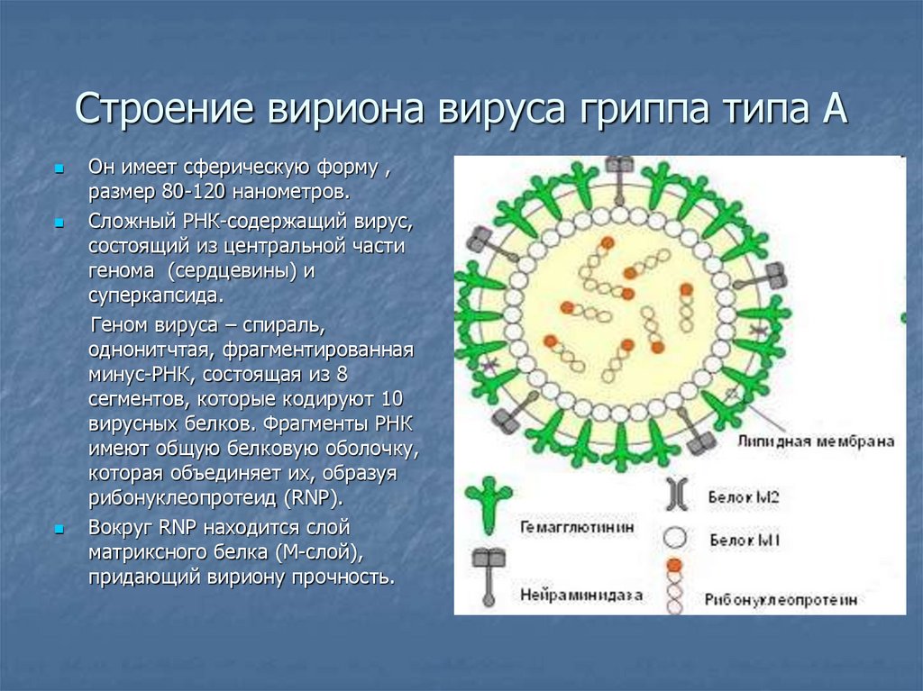 Рнк вирус гриппа а. Структура вириона вируса гриппа. Структура вириона вируса гриппа микробиология. Строение вириона гриппа типа а. Схема строения вириона вируса гриппа.