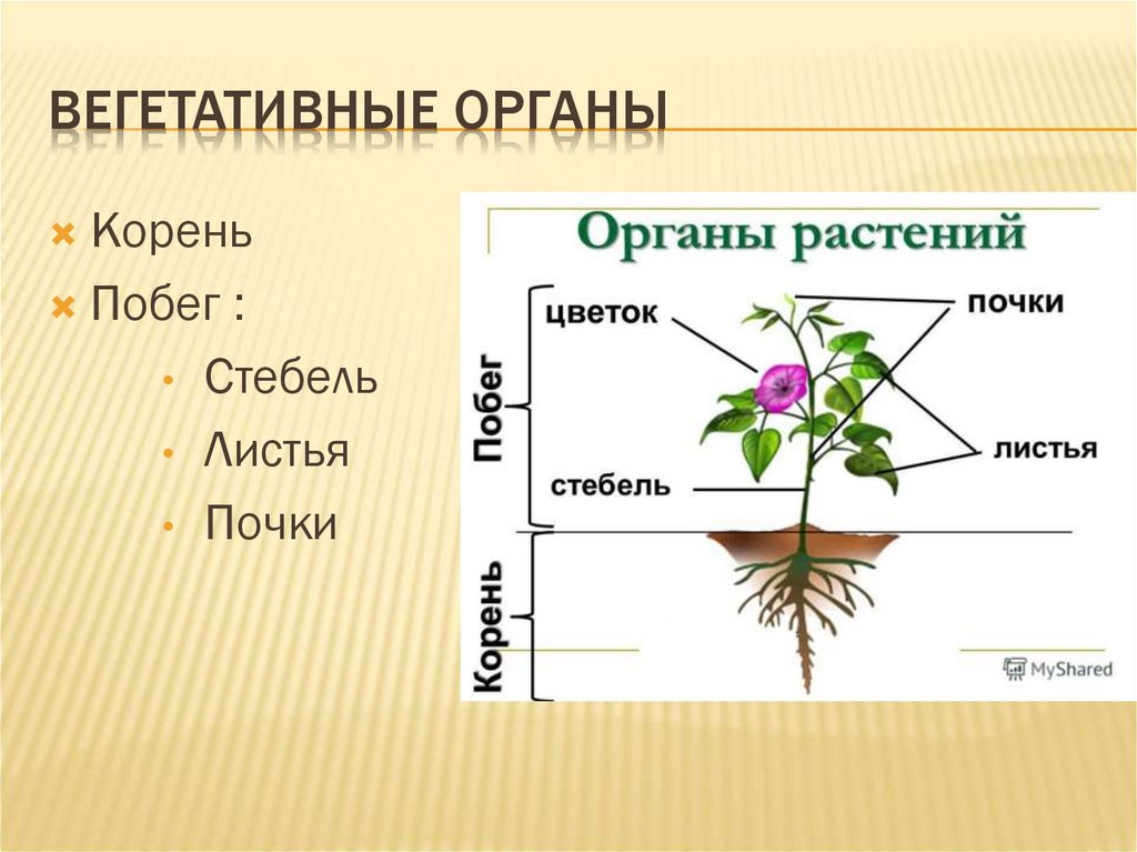 Корень и побег являются. Функции вегетативных органов растений. Органы цветковых растений стебель. Вегетативные органы цветкового растения. Вегетативное побег строение стебля.