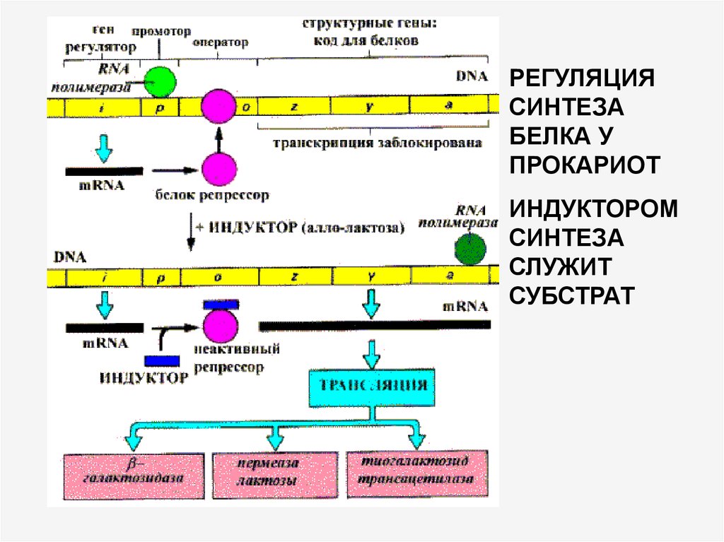 Оператор транскрипция. Регуляция биосинтеза белка опероном. Регуляция синтеза белка лактозный оперон. Схема регуляции биосинтеза белка у прокариот. Механизм регуляции синтеза белка у прокариот схема.