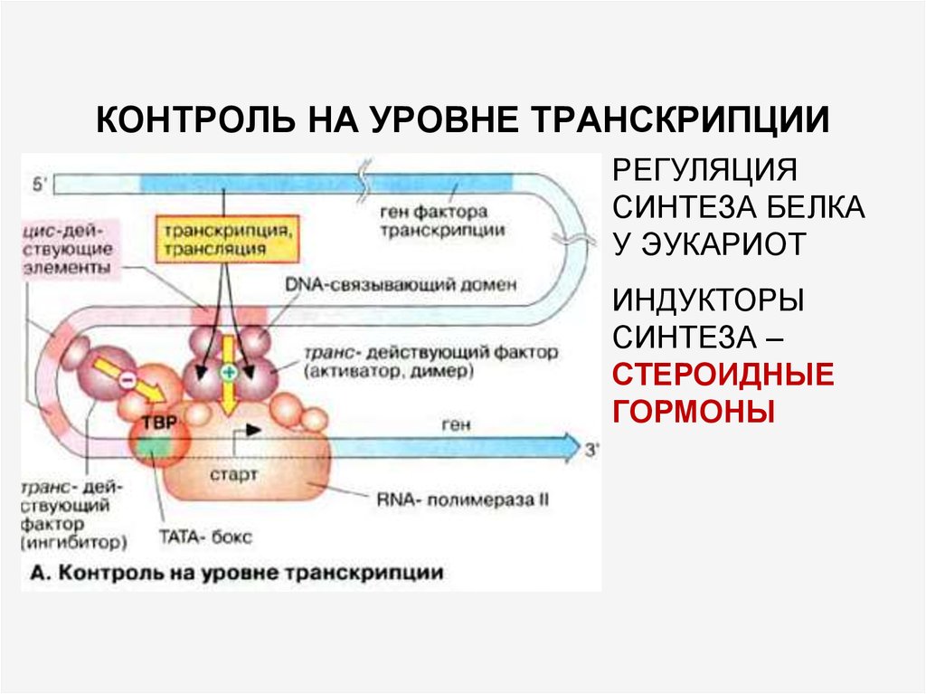 Трансляция гена