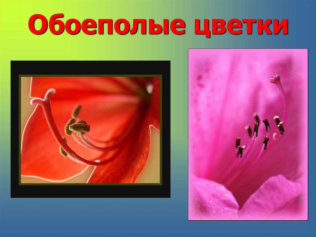 Обоеполыми называют. Репродуктивные органы цветка. Обоеполые растения. Обоеполые цветки репродуктивные. Презентация на тему репродуктивные органы.