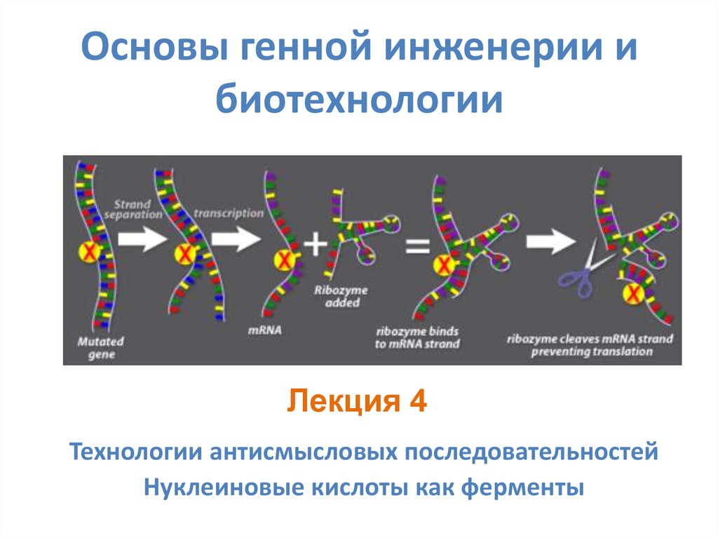 Понятие о биотехнологии и генной инженерии презентация