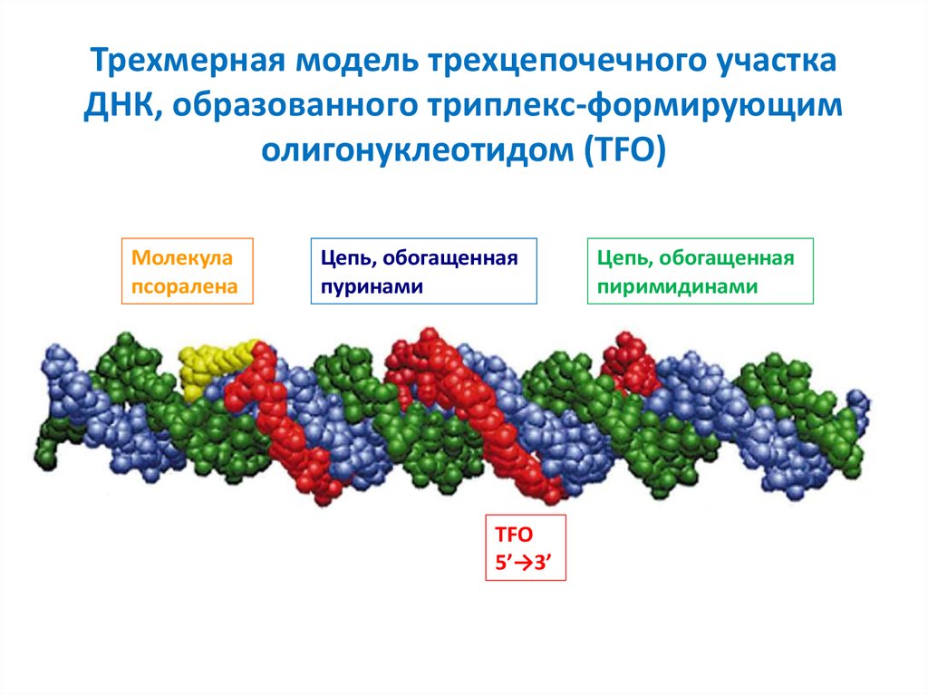 Основа индивидуального развития