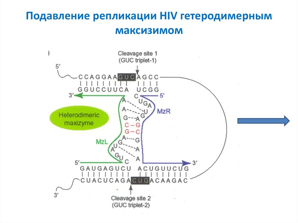 Матрица для процесса репликации. Асинхронная репликация. Гетеродимерная модель размножения прионов. Источники энергии для процесса репликации. Ингибиторы репликации.