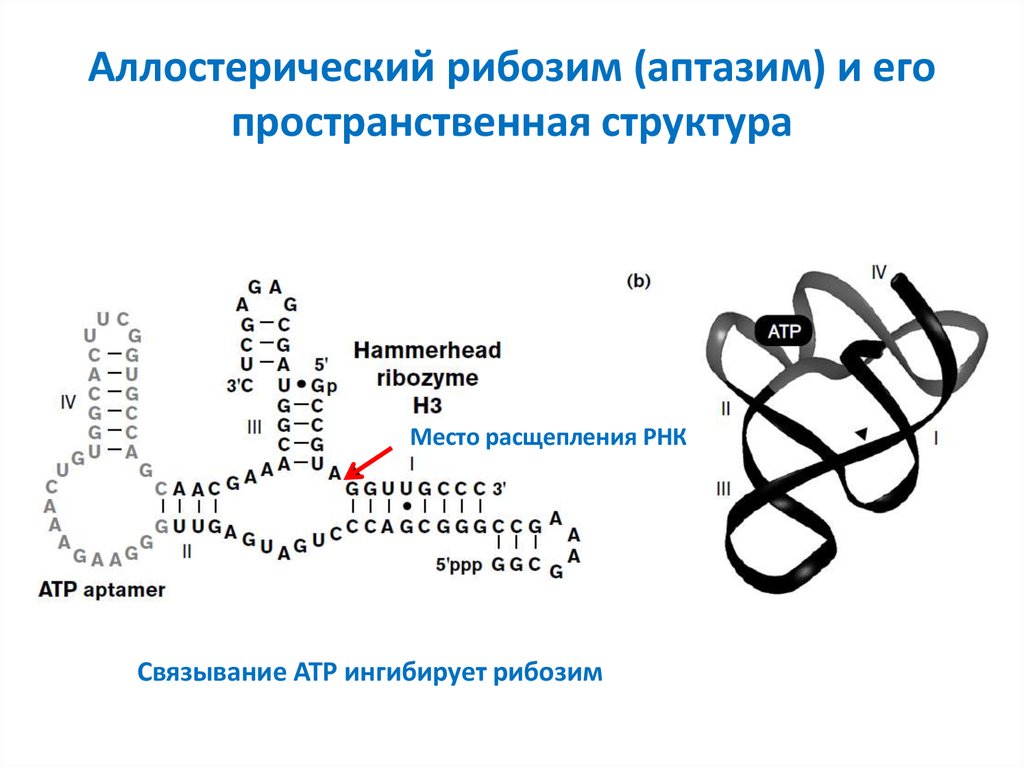 Каталитическая рнк. Структура аллостерических ферментов. Рибозимы структура. Пространственная структура ферментов. Рибозим РНК.