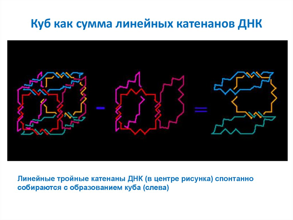 Линейная днк. Катенаны. Катенаны кольцевой ДНК. Катенаны в молекулярной биологии. Линейный катенан.