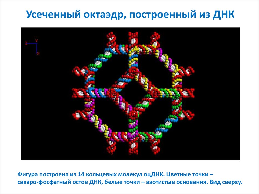 Кольцевая молекула днк. Октаэдр в ДНК. Октаэдр в строении ДНК. Кольцевая молекула. ДНК фигура.