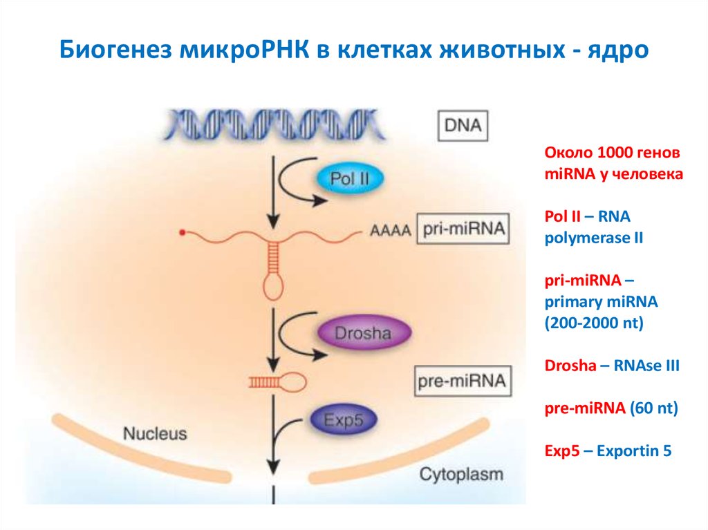 Биогенез