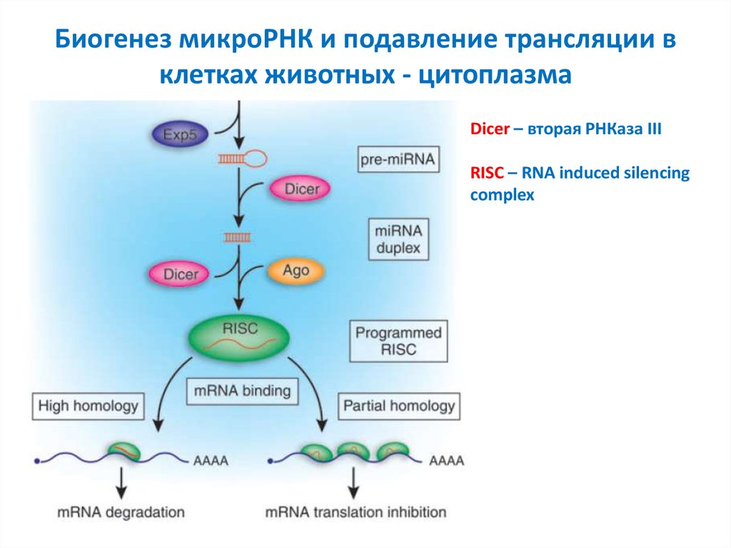 Этапы абиогенеза