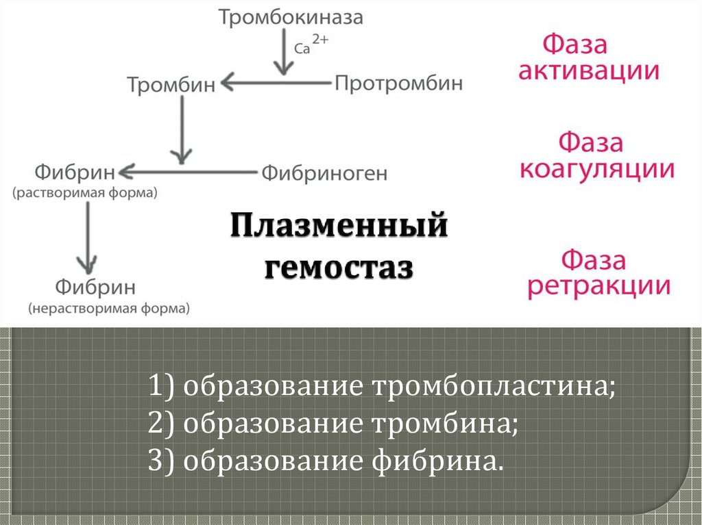 Гемостаз это. Плазменный гемостаз. Фазы плазменного гемостаза. Плазменно коагуляционный гемостаз. Тромбокиназа.