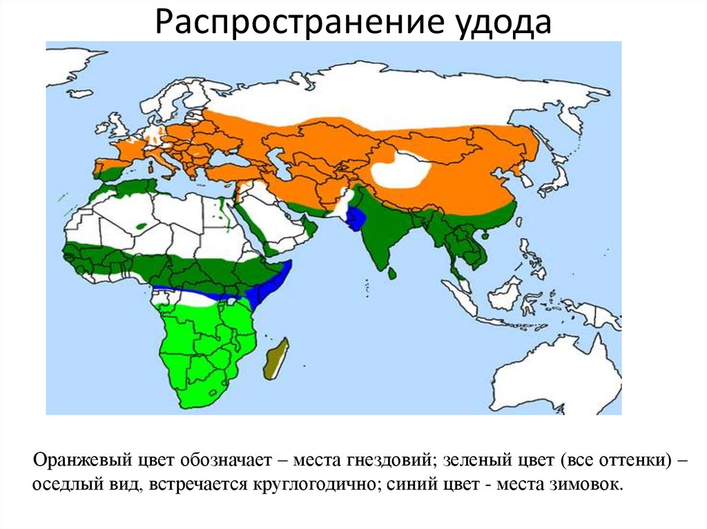 Зоны обитания. Удод ареал обитания. Ареал распространения удода. Удод ареал обитания в России. Удод птица ареал обитания.