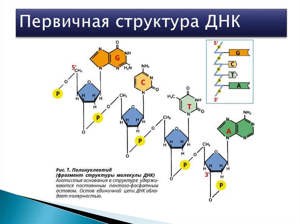 Схема первичной структуры днк