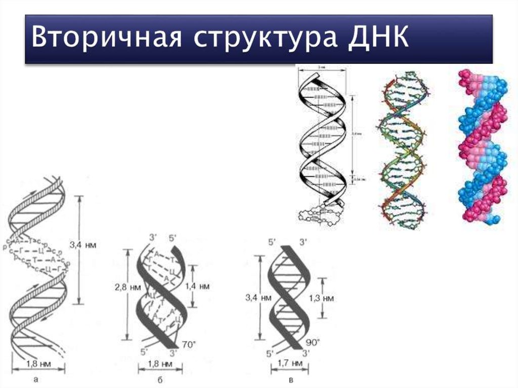 Вторичная структура днк