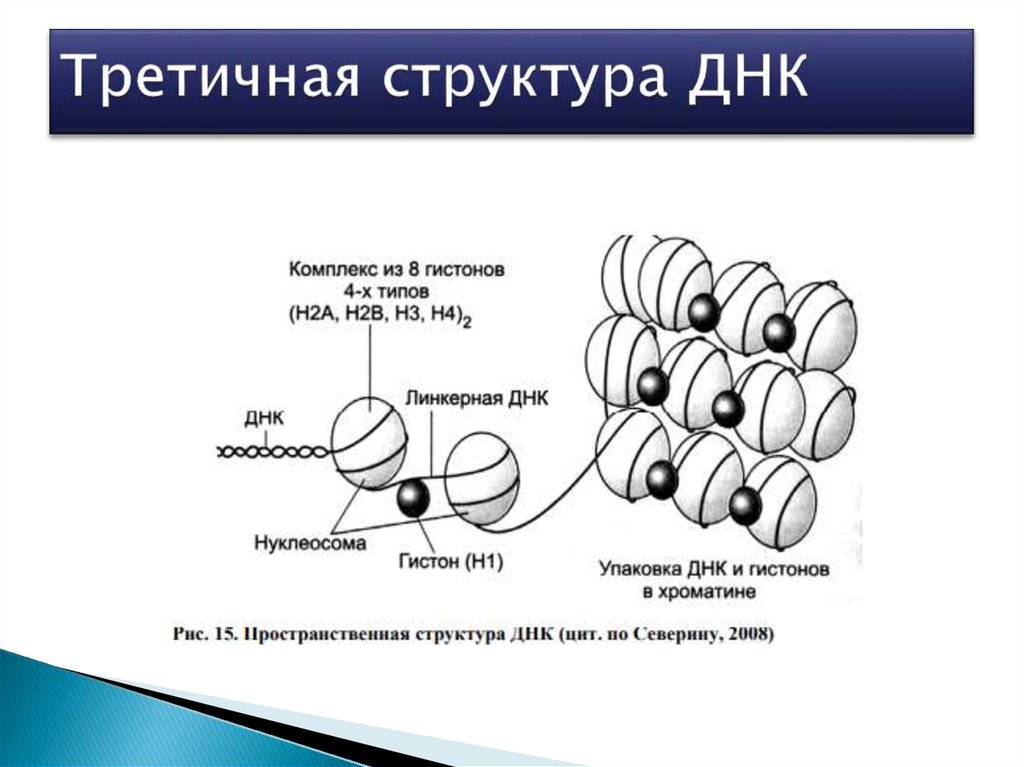 Каким номером на рисунке обозначена структура которая образована молекулами днк и белками гистонами