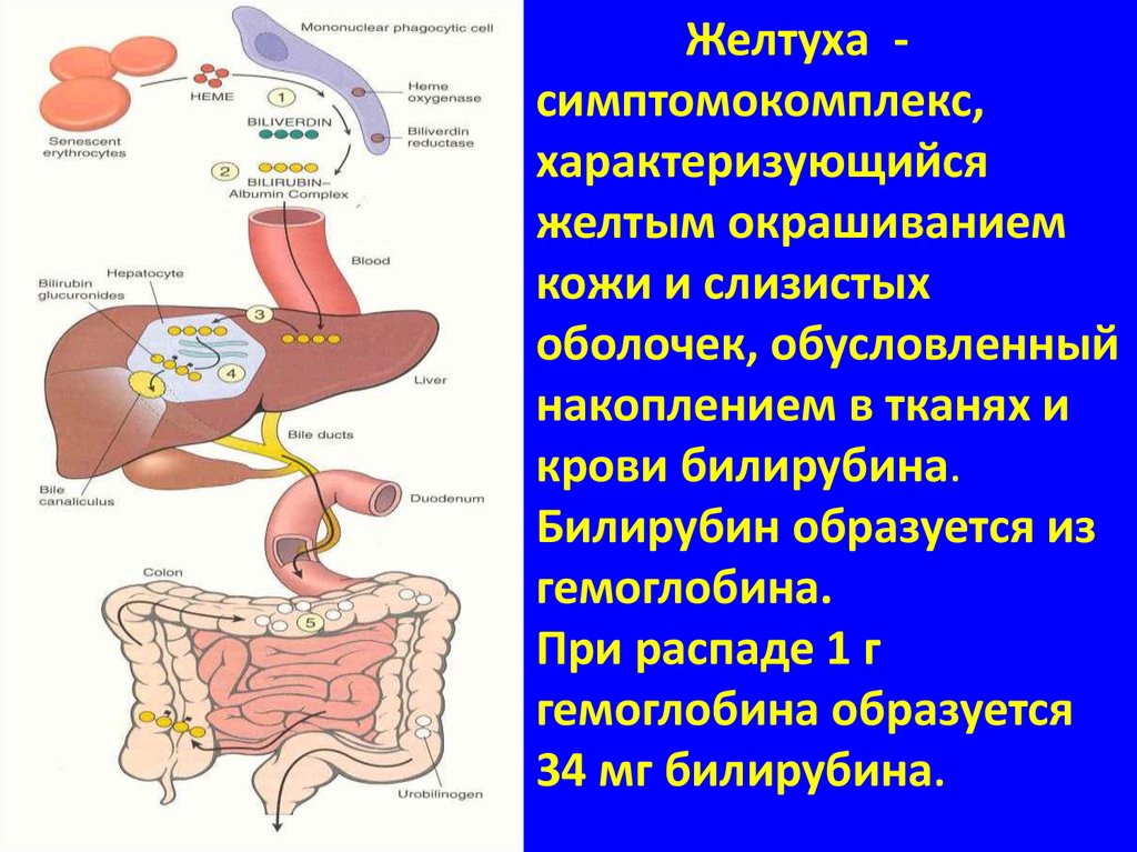 Желтуха патофизиология презентация