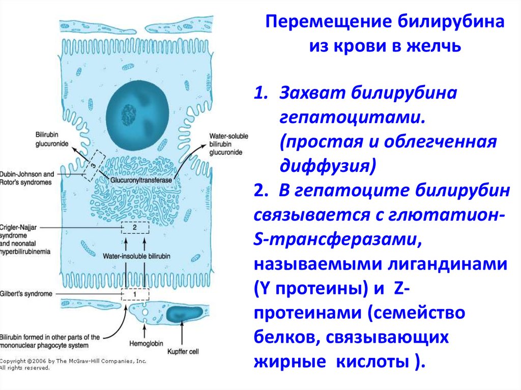Клетки печени в дистиллированной воде. Захват билирубина гепатоцитами. Схема образования билирубина. Этиология желтухи новорожденных патофизиология. Обезвреживание билирубина в гепатоцитах.