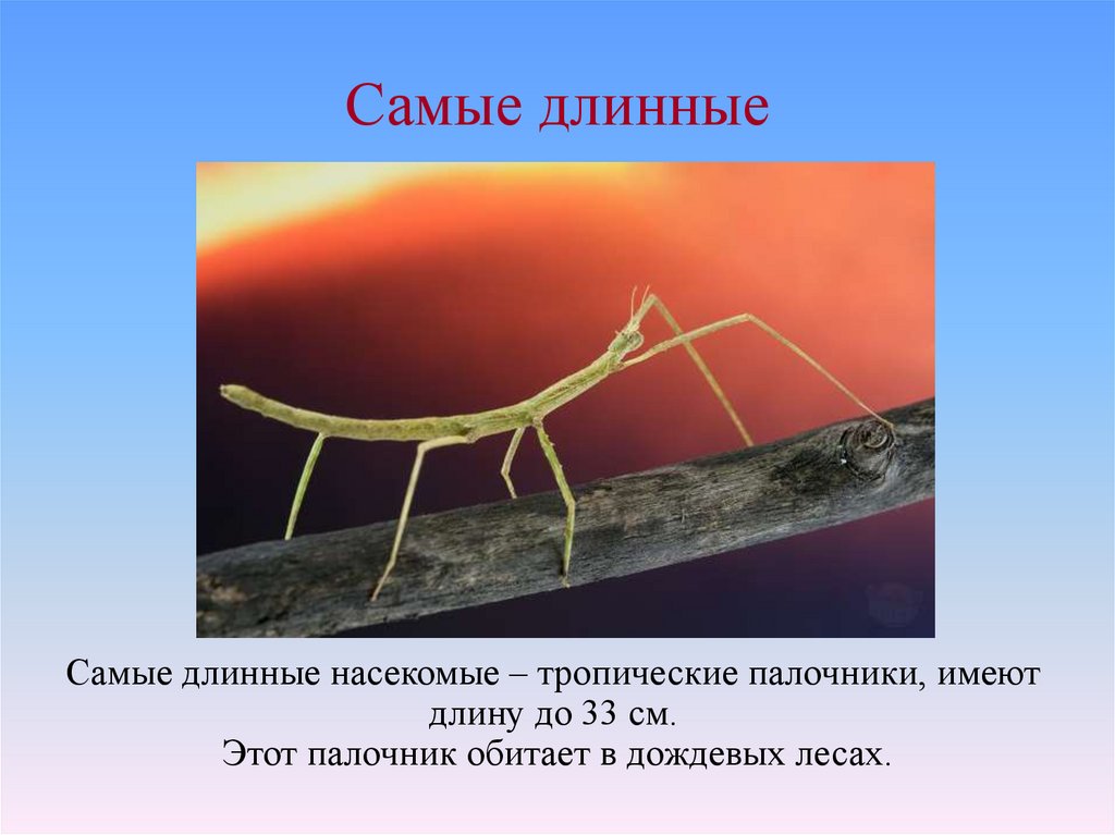 Длина насекомого. Палочник Чжао. Палочник Чаня. Малазийский палочник гигантский. Бразильский палочник.