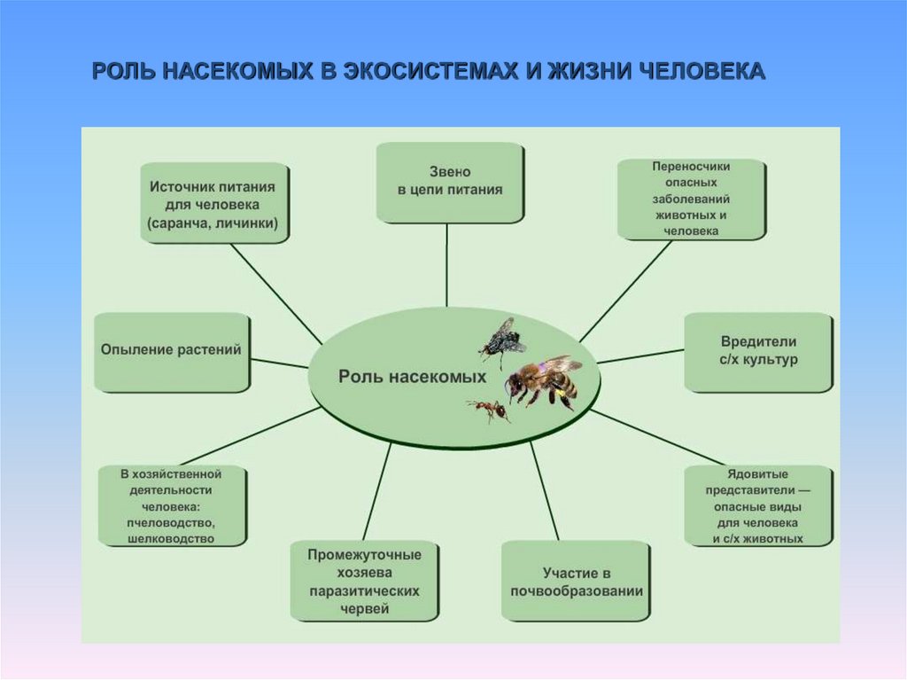 Роль экосистемы в жизни человека. Роль насекомых в экосистемах. Роль в экосистеме. Роль насекомых в экосистемах и жизни человека. Роль насекомых в биогеоценозе.
