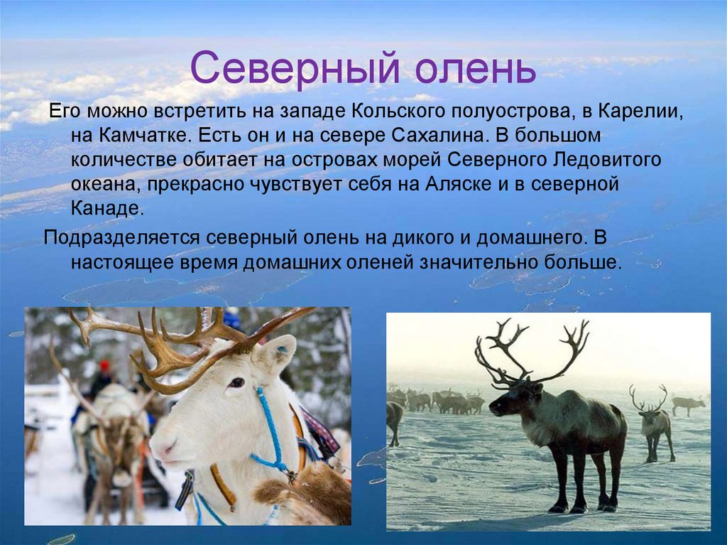 Северный олень обитает в россии. Северный олень Кольский полуостров. Северный олень Король тундры. Северный олень арктических пустынь. Северный олень в тундре.