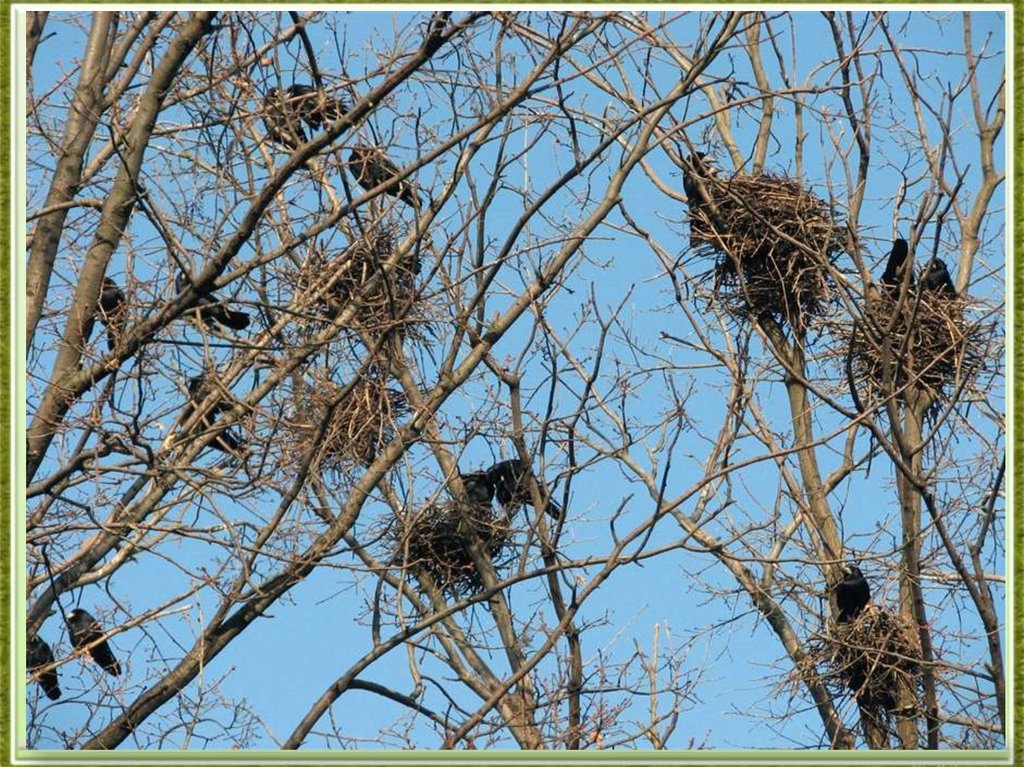 Воронье гнездо части речи. Вороньи гнезда на деревьях. Гнездо вороны на дереве. Гнездо на дереве зимой. Гнездо вороны зимой.
