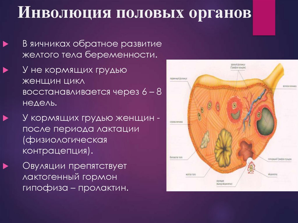 Люди гермафродиты фото половых органов