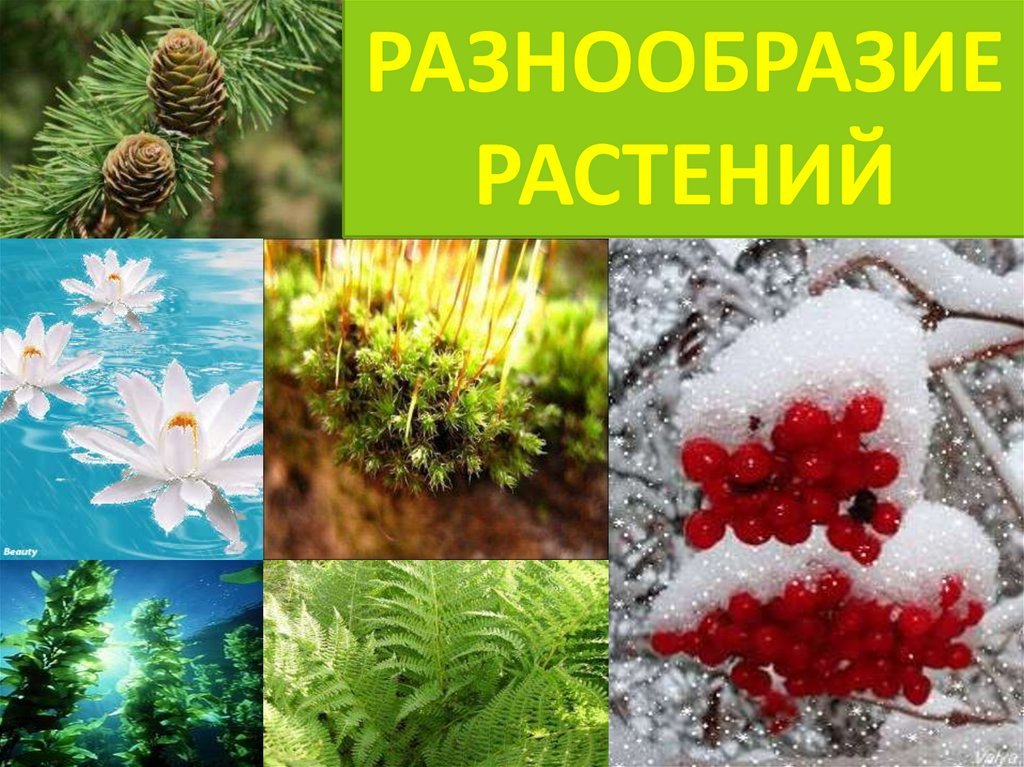 Разнообразие растений. Разнообразный мир растений. Разнообразие мира растений. Разнообразие растений на земле.