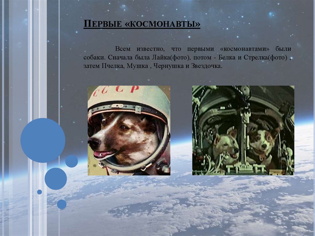 Самая первая собака полетевшая в космос. Собаки-космонавты Звездочка Чернушка стрелка и белка. Собаки космонавты Чернушка и Звездочка. Собаки Пчелка и мушка космонавты. Пчелка собака космонавт.
