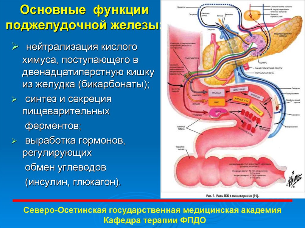 Пищеварительная роль поджелудочной железы. Функции поджелудочной железы в организме человека. Функции выполняет поджелудочная железа человека. Поджелудочная железа анатомия функции. Поджелудочная железа строение и функции.