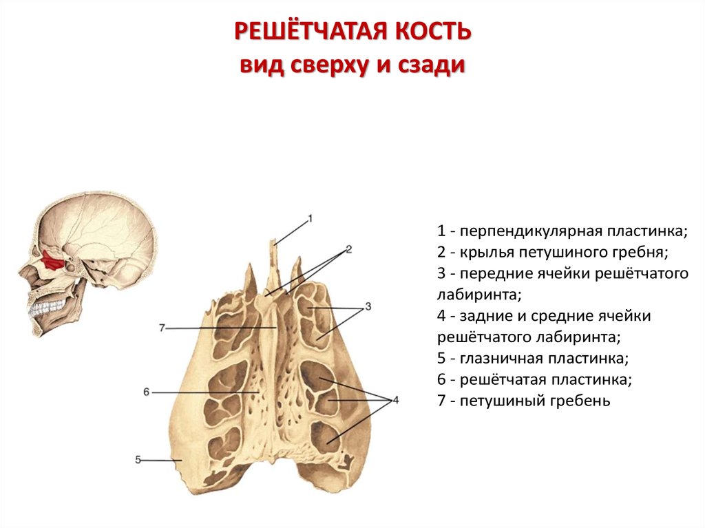 Изменения решетчатой кости