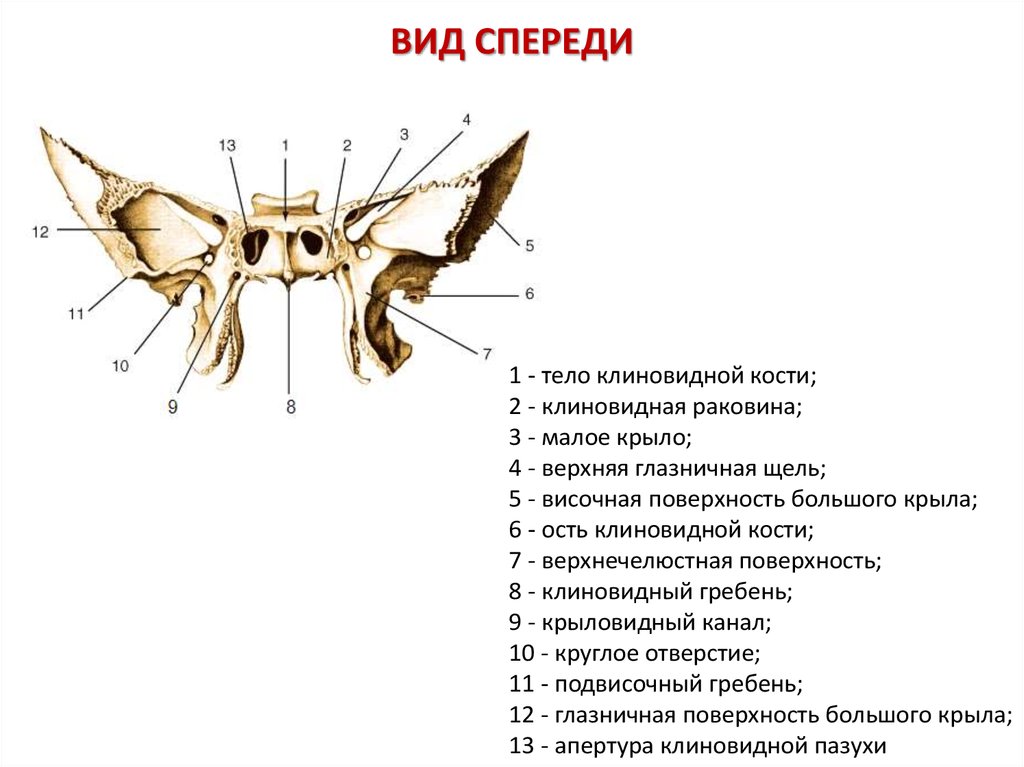 Тело клиновидной кости