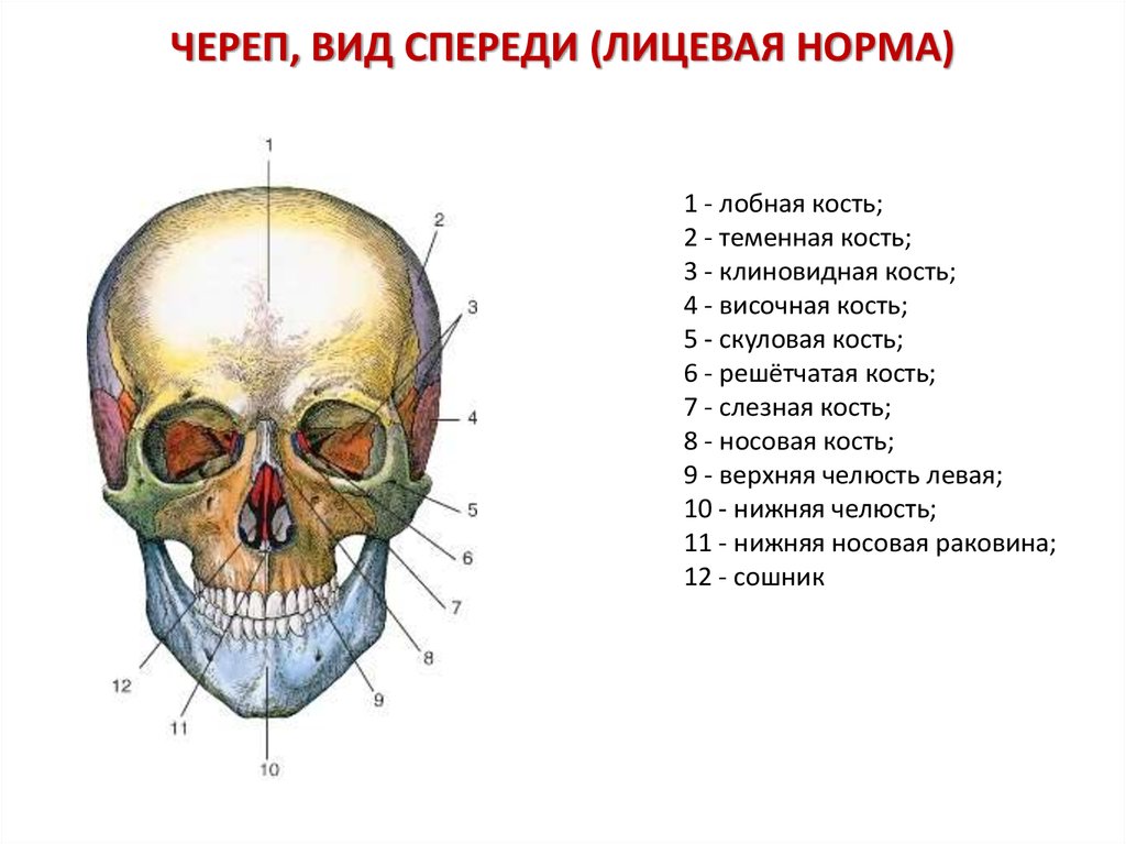 Изменения решетчатой кости