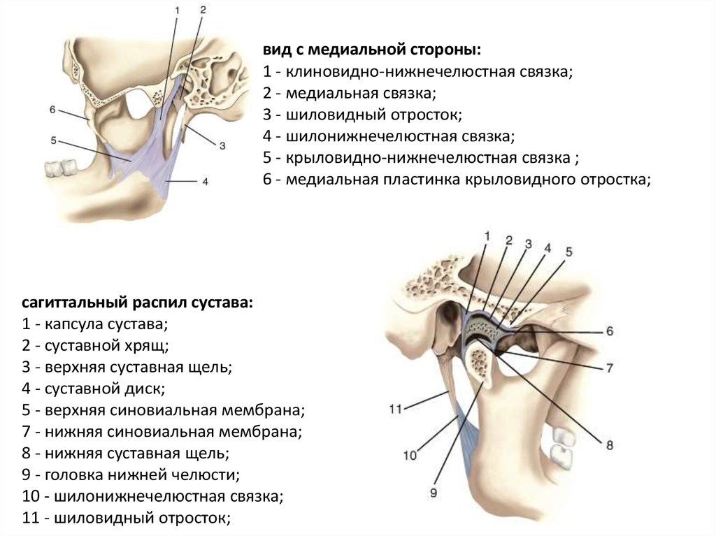 Где находится шиловидная кость