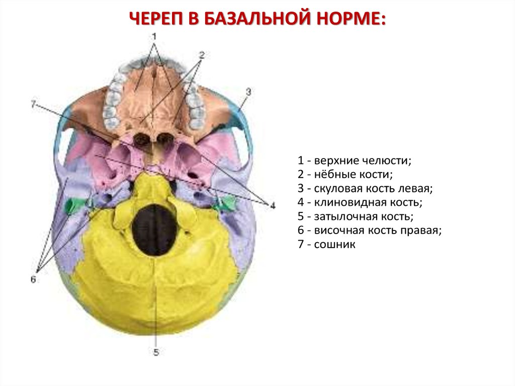 Сошник кость. Небная кость строение анатомия. Строение черепа человека сошник. Топография черепа. Клиновидная кость и сошник.