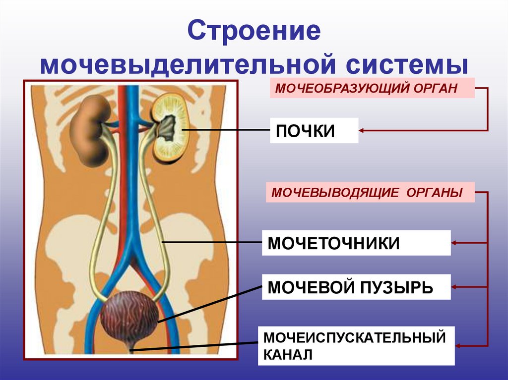 Мочевыделительная система человека включает. Строение выделительной системы человека схема. Органы выделительной системы человека схема. Выделительная система человека схема 8 класс. Органы мочевыводящей системы человека.