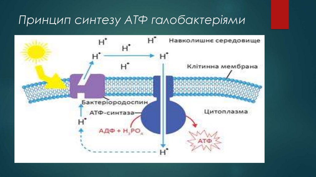 Принцип синтезу. Клеточная мембрана процесс Синтез АТФ. Принципы синтеза. Синтез АТФ И принцип работы. Галобактерии мембрана.