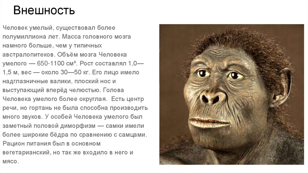 Виды homo habilis. Хомо хабилис объем мозга. Человек умелый объем мозга рост масса. Человек умелый речь. Внешность человека умелого.