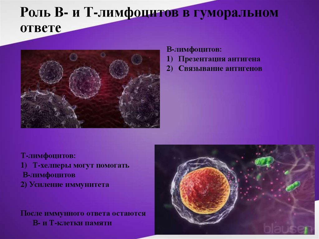 Иммунитет обеспечивают t лимфоциты гуморальный иммунитет