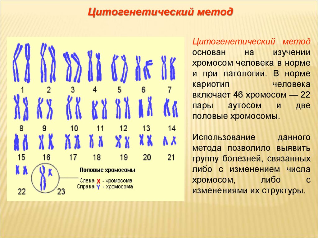 Кариотип человека определяют. Цитогенетический метод изучения кариотипа. Нормальный кариотип человека 46 хромосом. Цитогенетический цитогенетический метод. Цитогенетический метод кариотип человека.