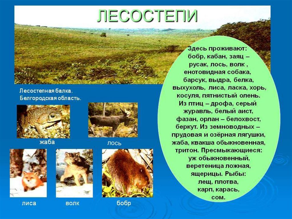 Зона лесостепей животный мир. Зоны лесостепей и степей животный мир. Лесостстепи растительный мир и животный мир. Животные лесостепи. Животный мир лесостепи в России.