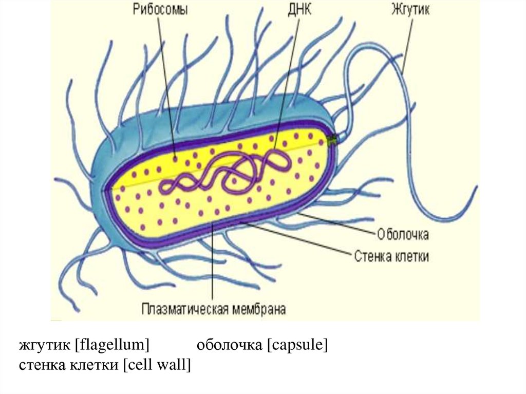 Ядерное вещество у бактерий расположено в. Строение бактерии. Ядерное вещество бактериальной клетки. Будова клітини. Для прокариотной клетки характерно наличие.