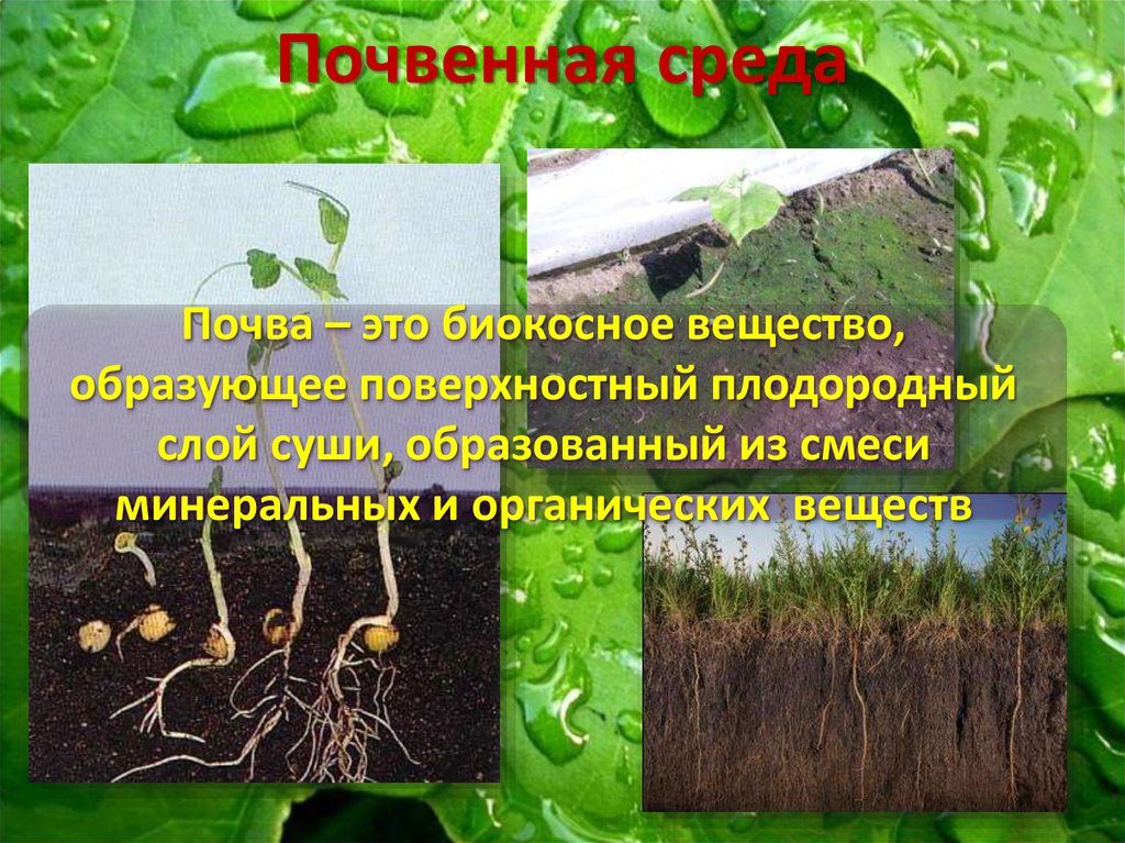 Почва свойства среды. Почвенная среда жизни растения. Среды обитания почвенная среда. Растения в почтенной среде. Растения почевнной среду.