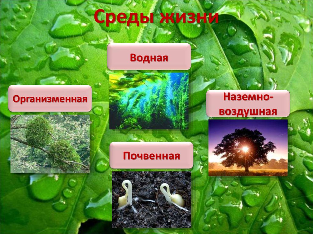 На земле существует четыре основные среды обитания. Среда обитания растений. Среды жизни. Среды жизни растений. Четыре среды жизни на земле.