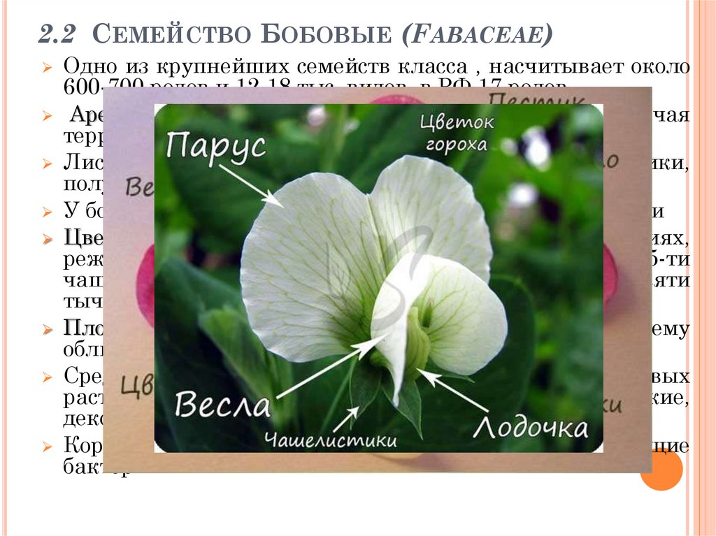 Особенность семейства бобовых