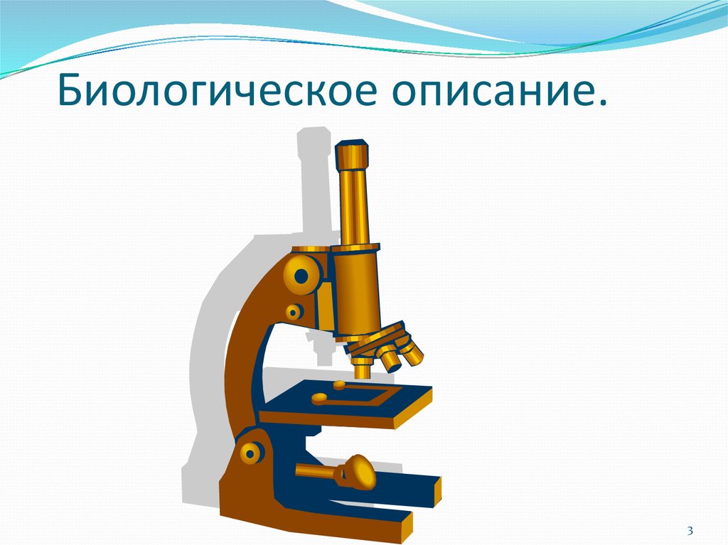 Биологическое описание.