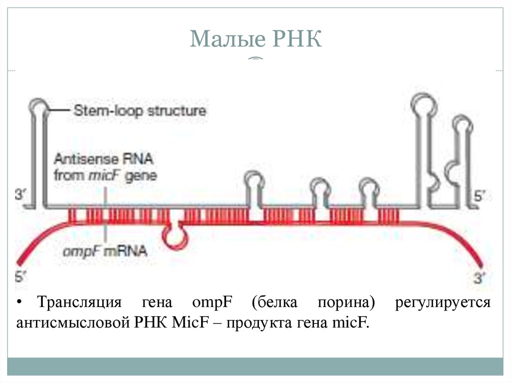 Малые рнк. Малые ядерные РНК. Малые ядерные РНК функции. Типы малых РНК.