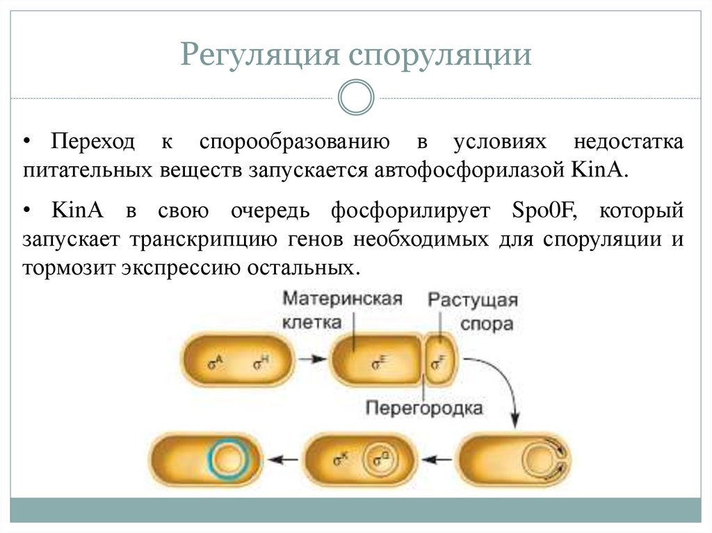 К спорообразованию способны. Механизм спорообразования у бактерий. Схема процесса спорообразования. Размножение и спорообразование бактерий. Споруляция микробиология.