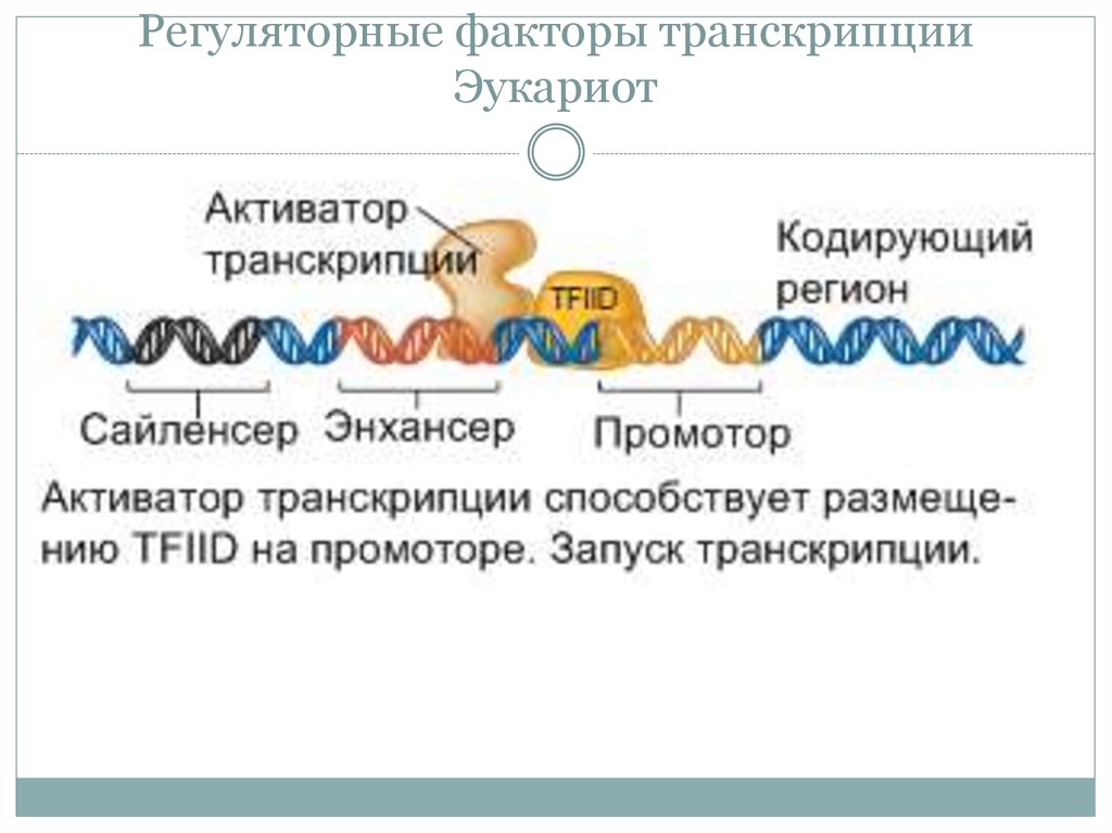 Факторы транскрипции эукариот. Транскрипционные факторы эукариот. Регуляторные факторы транскрипции. Регуляторные участки факторы транскрипции.