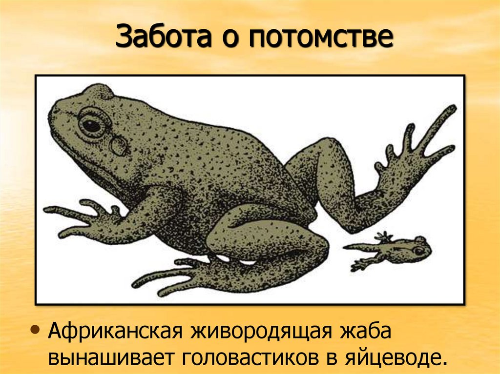Земноводные живородящие. Живородящая жаба. Живородящая лягушка. Живородящие амфибии. Рисунок земноводных.