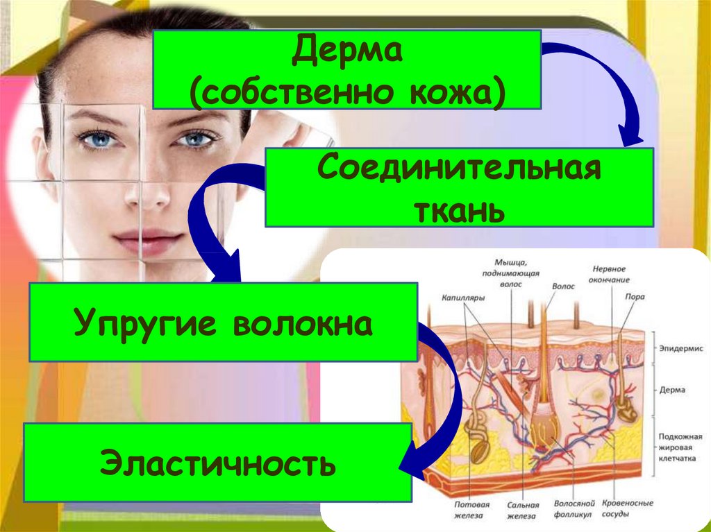 Кожа наружный покровный орган 8 класс презентация