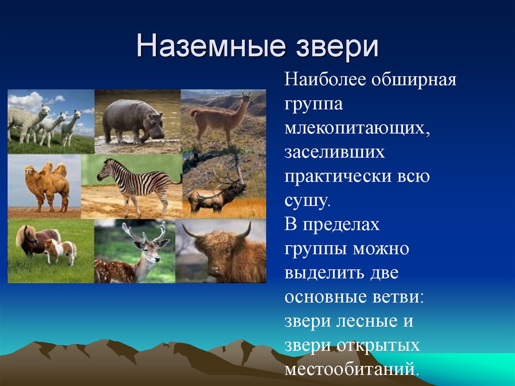 Особенности животных. Экологические группы млекопитающих. Наземные млекопитающие. Экологические группы млекопитающих наземные. Типичные наземные животные.